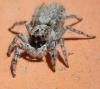 Menemerus sp.